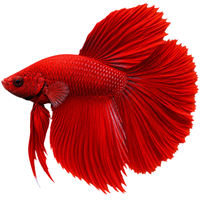 Рыбки петушки Betta splendens и товары для содержания