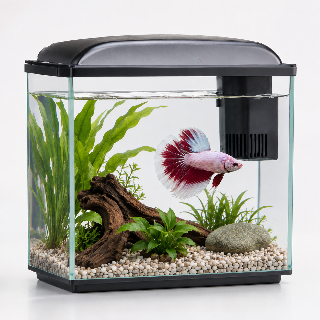 Аквариум для петушка Betta splendens для меню