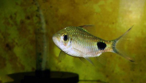 prodtmpimg/1513161834894_-_time_-_41-1.Dawkinsia-filamentosa.jpg
