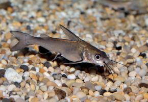 Сом Ариус Джордана(Ariopsis seemanni), Колумбийский акулий сом (Hexanematichthys seemanni)
