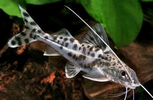 Сомик Пимелодус Полосатый (Pimelodus Blochi)