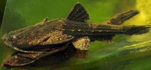 Сом коряга Буноцефал (Bunocephalus Coracoides)