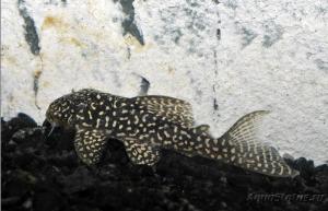 L-136C (Hypancistrus Sp)