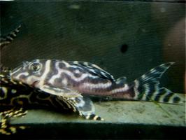 L-173 (Hypancistrus Sp)