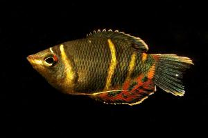Гурами Шоколадный (Sphaerichthys osphromenoides)