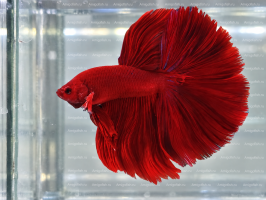 Красный петушок Халф Мун Betta splendens Half Moon