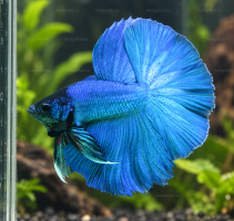 Голубой петушок Халф Мун Betta splendens Half Moon