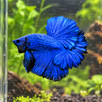 Синий петушок Халф Мун Betta splendens Half Moon