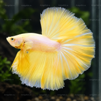 Желтый петушок Халф Мун Betta splendens Half Moon