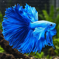 Синий петушок Betta splendens формы Халф Мун