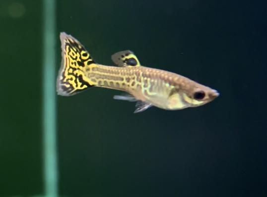 Гуппи Кобра зеленая (Guppy Cobra green) самец / Гуппи Кобра зеленая (Guppy Cobra green) самка 3 см