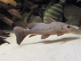 Жирафовый сом (Auchenoglanis occidentalis)