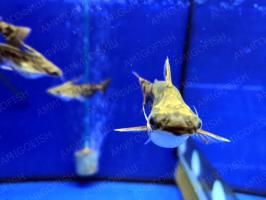 Сом Фишера или Трахелиоптерус Фишера (Trachelyopterus fisheri)