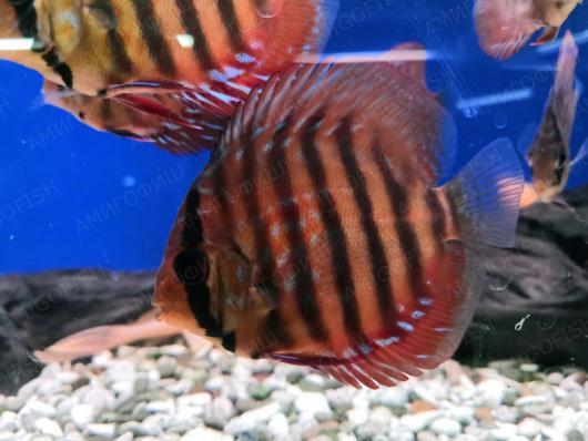 Дискус Красный Туркис (Discus Red Turquoise) разводной 6 - 7 см