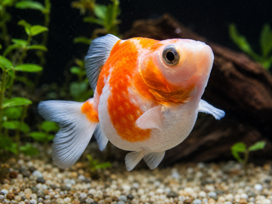 Золотая рыбка Жемчужинка (Pearlscale Goldfish) - наличие подтверждается