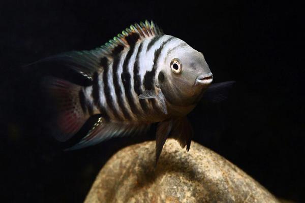 Чернополосая цихлозома (Cichlasoma nigrofasciatum) купить в Амигофиш