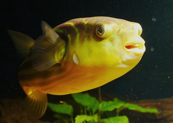 Тетрадон фахака (Tetraodon lineatus) наличие подтверждается менеджером