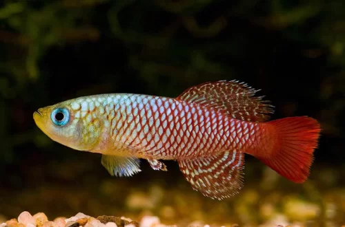 Нотобранхиус Пальмквиста (Nothobranchius palmqvisti)