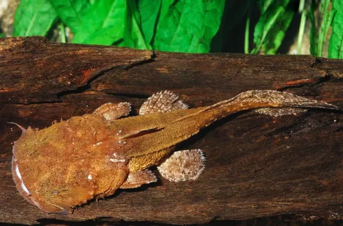 Сом Чака Банканензис, Сом-рыболов (Chaca bankanensis)