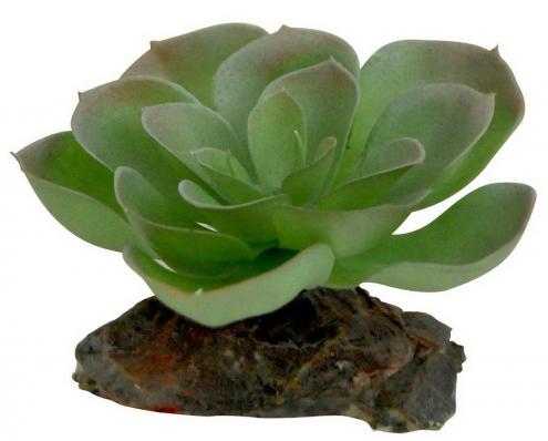 LUCKY REPTILE Декоративное растение для террариумов "Echeveria", зеленое с красным, 8см (Германия)!