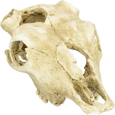 LUCKY REPTILE Декорация для террариума, череп "Skull Cow", 22.5х12.5х8.5см (Германия)