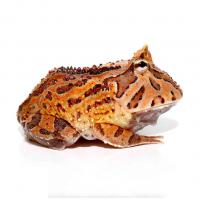 Лягушка рогатка fantasy, S