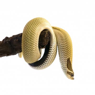 Свиноносый уж Super Anaconda (Super Conda), S