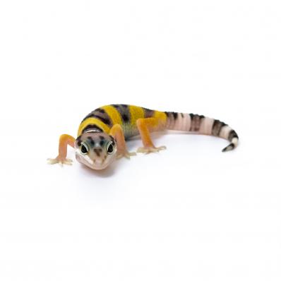 Эублефар пятнистый (Eublepharis Macularius) Normal, S