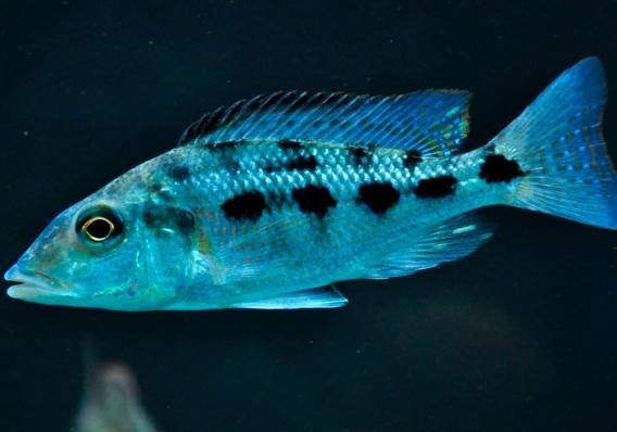 Цихлида Хаплохромис ростратус (Fossorochromis rostratus)
