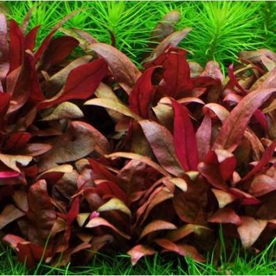 Альтернантера Рейнека мини (Alternanthera reineckii mini/minor)