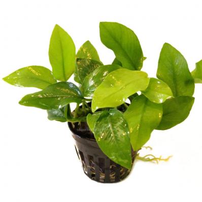 Анубиас Бартери Нана голд (Anubias barteri var. nana Gold)