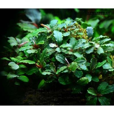Буцефаландра зелёная волнистая (Bucephalandra green wavy) миристема-наличие подтверждается