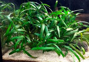 Криптокорина блестящая (Cryptocoryne lucens)  (криптокарина, криптакарина) - живое аквариумное растение