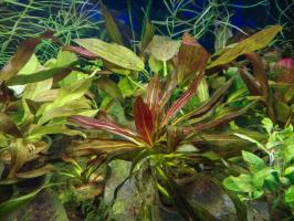 Криптокорина Вендта красная (Cryptocoryne wendtii red)  (криптокарина, криптакарина) - живое аквариумное растение