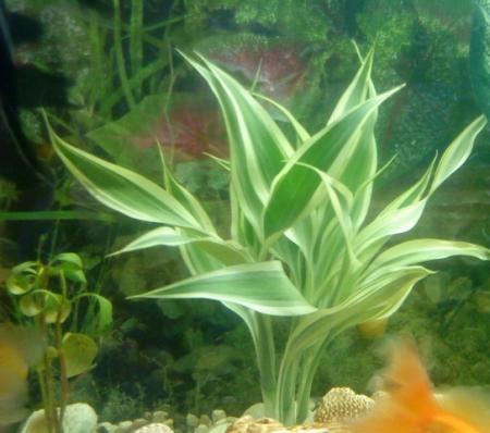 Драцена  (Dracaena sanderiana) растение для террариумов и паллюдариумов. Под водой не живет