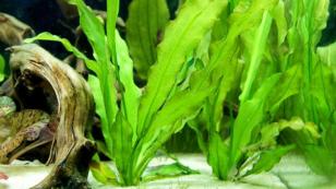 Эхинодорус майор, эхинодорус большой (Echinodorus major)