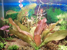 Эхинодорус Малый Медведь (Echinodorus Kleiner Bar)