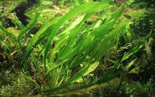Эхинодорус Уругвайский (Echinodorus uruguayensis)