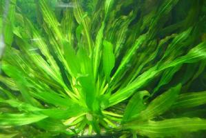 Эхинодорус Уругвайский (Echinodorus uruguayensis)