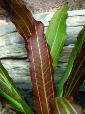 Эхинодорус Красный рубин узколистный (Echinodorus 'Red Rubin' )