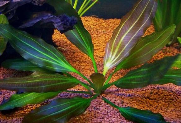 Эхинодорус Красный  Бриллиант (Echinodorus Red Diamond)