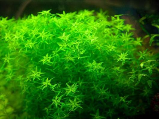 Микрантемум микрантемоидес  (Hemianthus Micranthemum sp.)