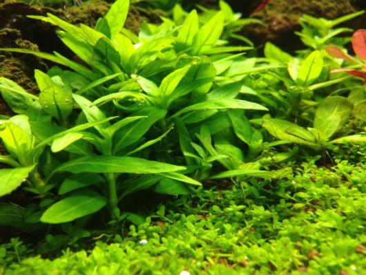 Стаурогин (Staurogyne sp.)