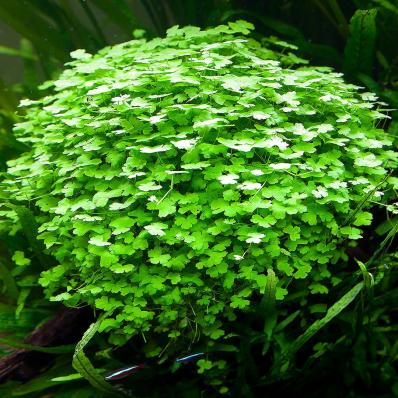 Гидрокотила трипартита (Hydrocotyle tripartita)