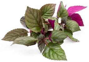 Хемиграфис Экзотика (Hemigraphis colorata Exotica-emerge)