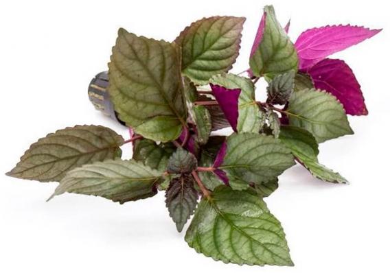 Хемиграфис Экзотика (Hemigraphis colorata Exotica-emerge)