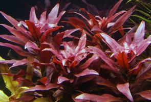 Людвигия Гландулоза (Ludwigia glandulosa)