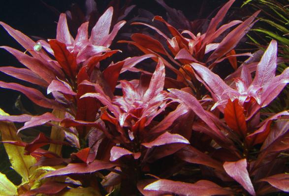 Людвигия Гландулоза (Ludwigia glandulosa)