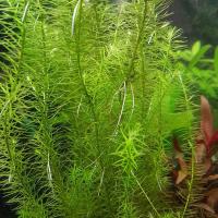 Майака Речная (Mayaca fluviatilis)