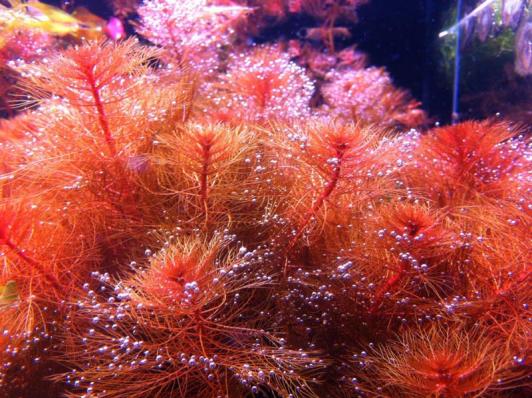 Перистолистник Красный (Myriophyllum mattogrossense)